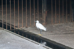Egretta garzetta