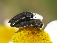 Acmaeoderella flavofasciata pilivestis