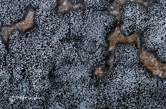 Rhizocarpon eupetraeum