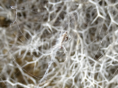Uloborus walckenaerius