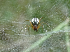 Frontinellina frutetorum