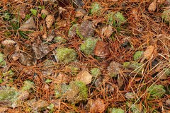 Flexitrichum flexicaule