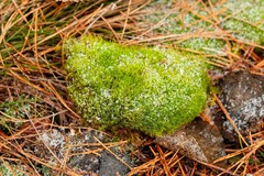 Flexitrichum flexicaule