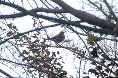 Turdus eunomus