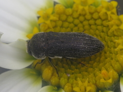 Acmaeoderella flavofasciata pilivestis