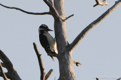 Dryobates villosus orius