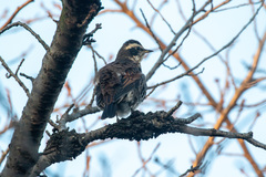 Turdus eunomus