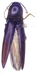 Mulsanteus physorhinus