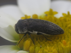 Acmaeoderella flavofasciata pilivestis