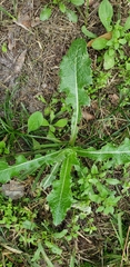 Sonchus asper image