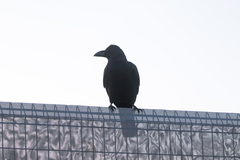 Corvus macrorhynchos