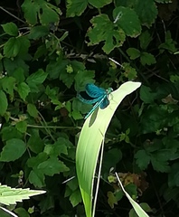 Calopteryx virgo