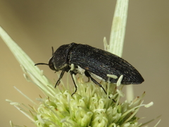 Acmaeoderella flavofasciata pilivestis
