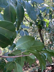Syzygium formosanum
