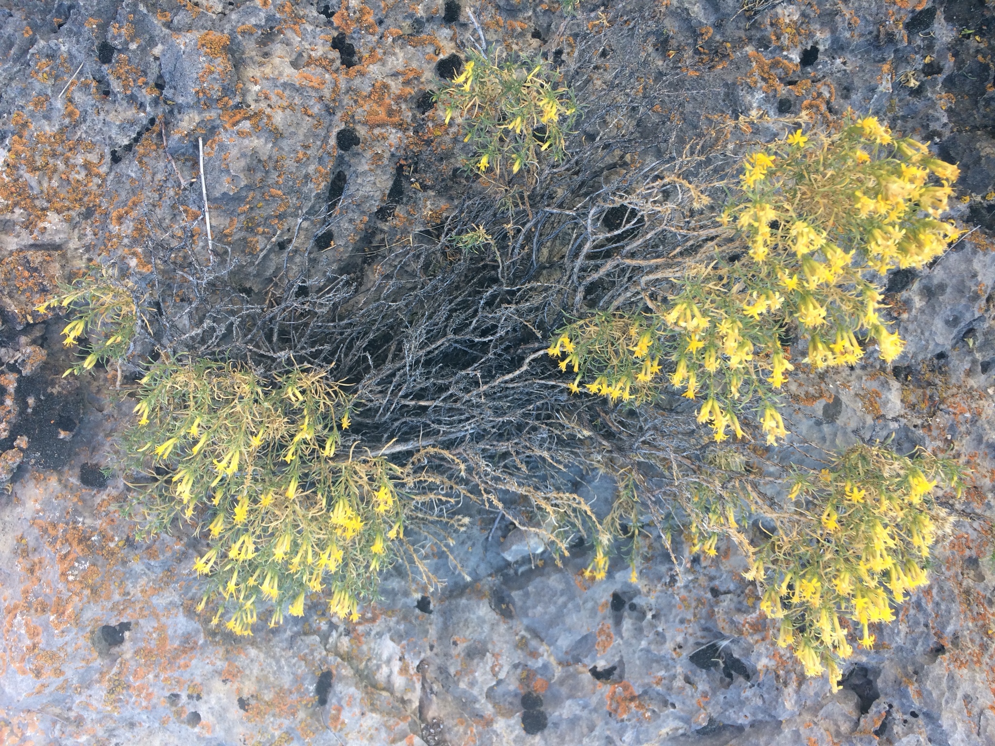 Ericameria nauseosa var. mohavensis