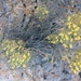 Ericameria nauseosa mohavensis - Photo (c) David Bellamy, algunos derechos reservados (CC BY-NC)