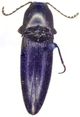 Diplostethus setosus