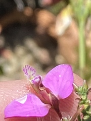 Polygala triquetra