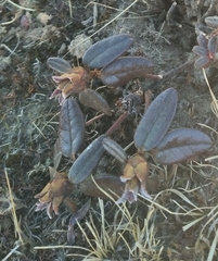 Rhododendron anthopogon