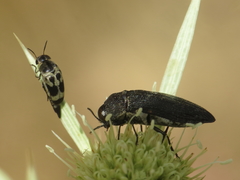 Acmaeoderella flavofasciata pilivestis