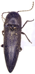 Diplostethus setosus