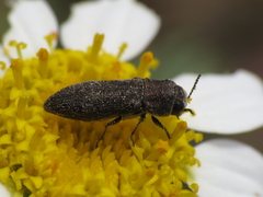 Acmaeoderella adspersula
