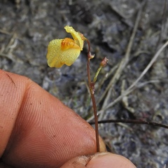 Utricularia