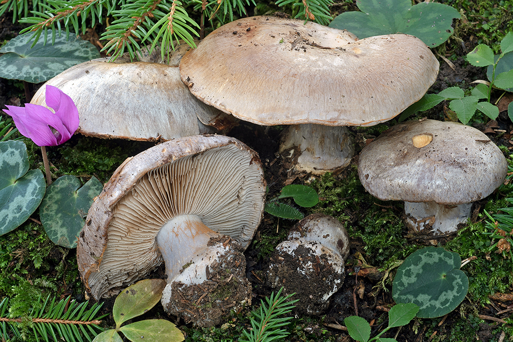 Phlegmacium caesiocanescens