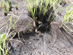 Crotalus triseriatus