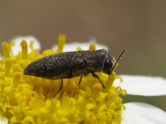 Acmaeoderella adspersula
