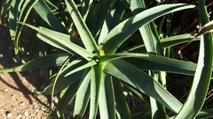Aloiampelos striatula