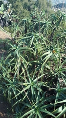 Aloiampelos striatula