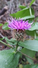 Centaurea pectinata
