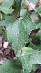 Centaurea pectinata