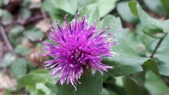 Centaurea pectinata