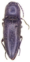 Diplostethus setosus