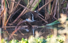 Rostratula benghalensis