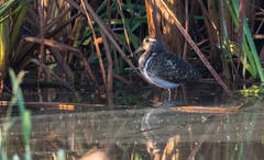 Rostratula benghalensis