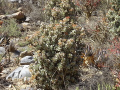 Crassula arborescens