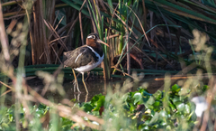 Rostratula benghalensis