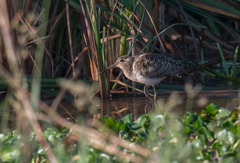 Rostratula benghalensis