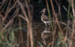 Rostratula benghalensis