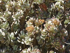 Crassula arborescens