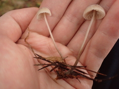 Mycena zephirus