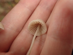 Mycena zephirus
