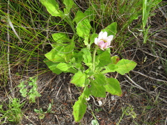 Arctotis schlechteri