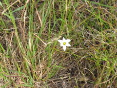 Romulea flava