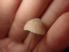 Mycena zephirus