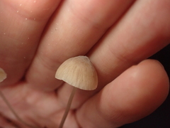 Mycena zephirus