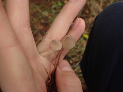 Mycena zephirus